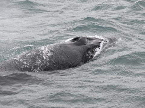 humpback whale blowhole