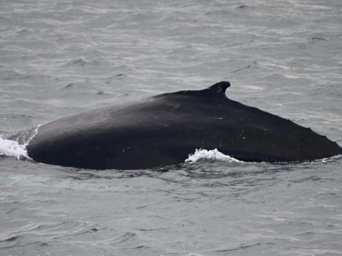 icelandic humpback whale
