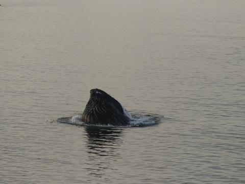 flak humpback whale