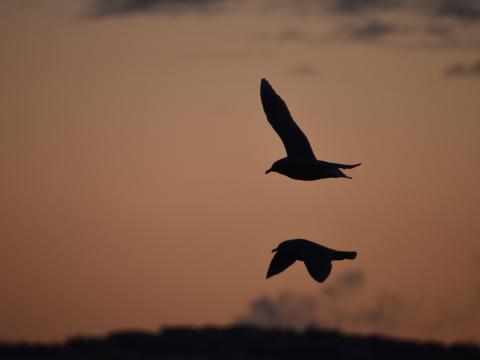 birds flying in the winter sun