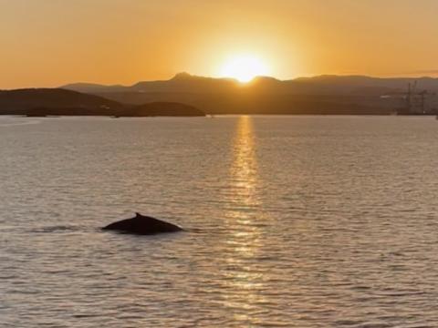 humpback whale sunrise in reykjavik