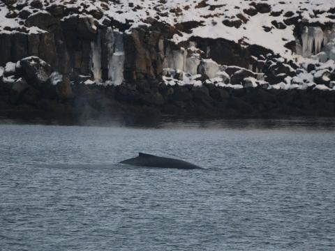 humpback whale next to a cliff