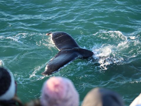 humpback whale fluke and passengers