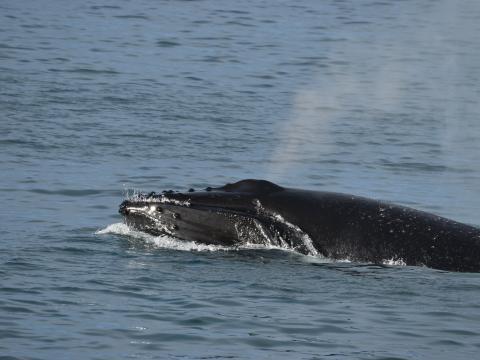 humpback whale feeding