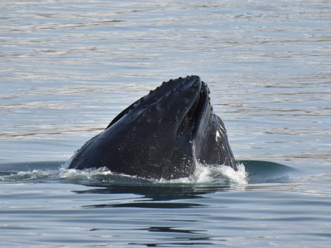 humpback whale snout
