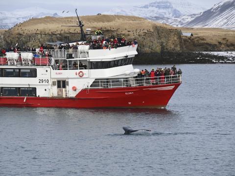 humpback whale and passenger boat eldey in front of viðey island