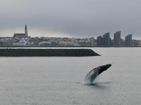 humpback whale breaching in front of Hallgrímskirkja church