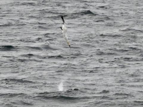 diving northern gannet and blow from a whale