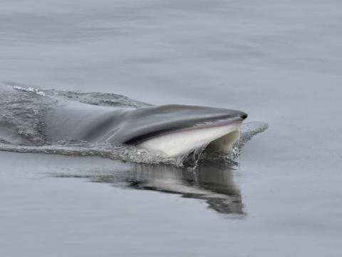 minke whale lunge feeding