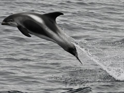white-beaked dolphin