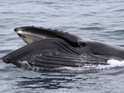 humpback whale lunge feeding