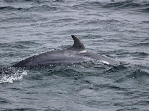 minke whale dorsal fin