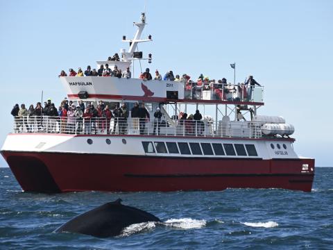 hafsúlan boat filled with passengers and humpback whale in front