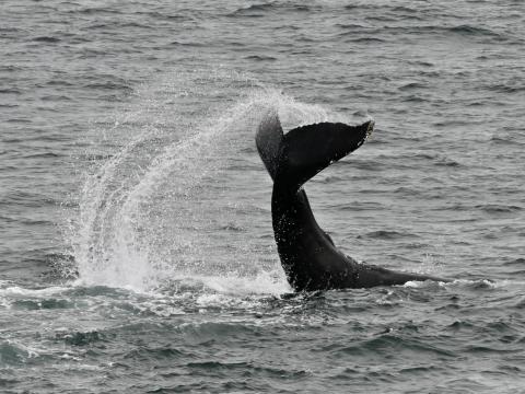 upside down humpback whale fluke