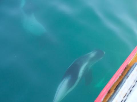 white-beaked dolphin