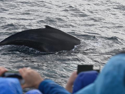humpback whale with passengers