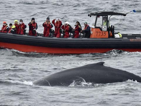 humpback whale in front of rib boat and passengers