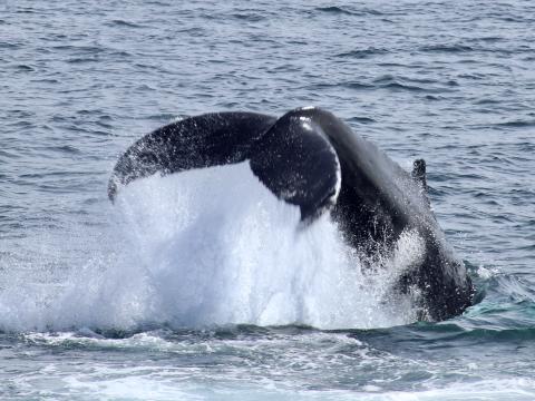 humpback whale tail throwing