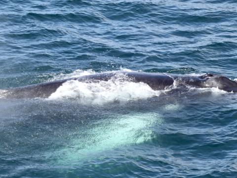 humpback whale