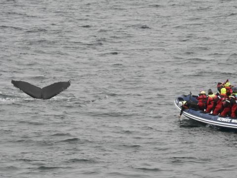 humpback whale in front of rib boat and passengers