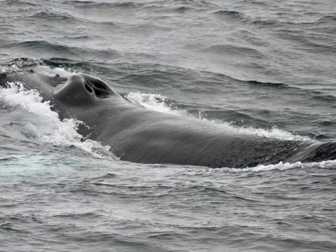 humpback whale