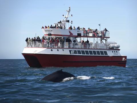 hafsúlan boat filled with passengers and humpback whale in front