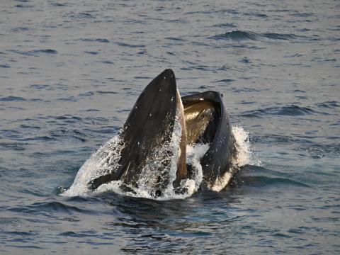 humpback whale lunge feeding