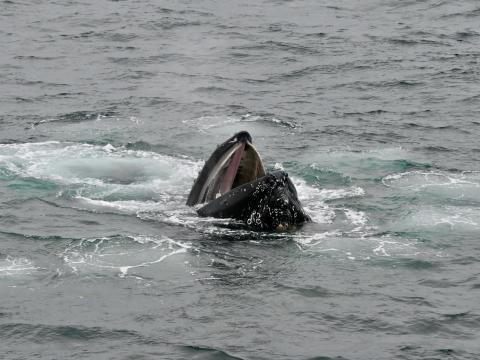 humpback whale bubble net feeding
