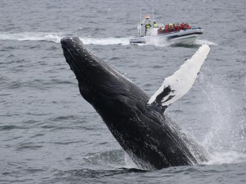 humpback whale breaching in front of RIB boat