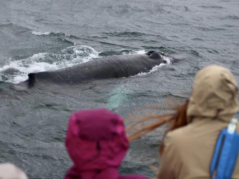 humpback whale and passengers