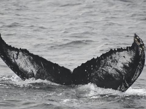 humpback whale fluke