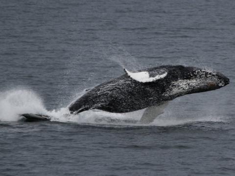 breaching humpback whale