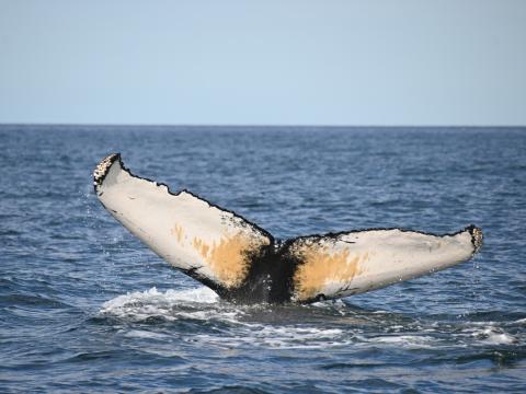 humpback whale fluke
