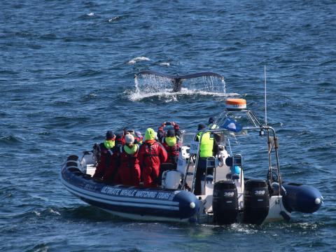 humpback whale and rib boat