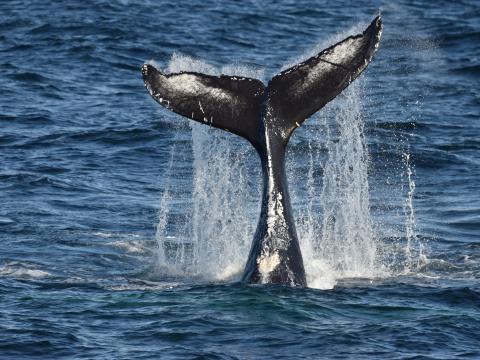 humpback whale tail throwing