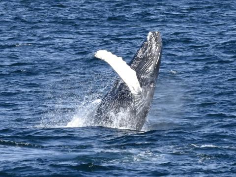 humpback whale breaching