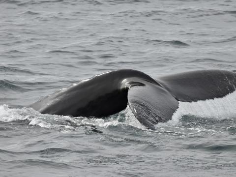 humpback whale fluke