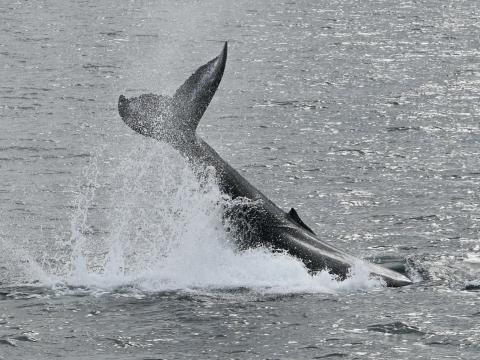 humpback whale peduncle throw