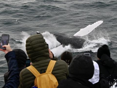 passengers looking at a breaching whale