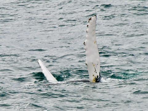 humpback whale pectoral fins