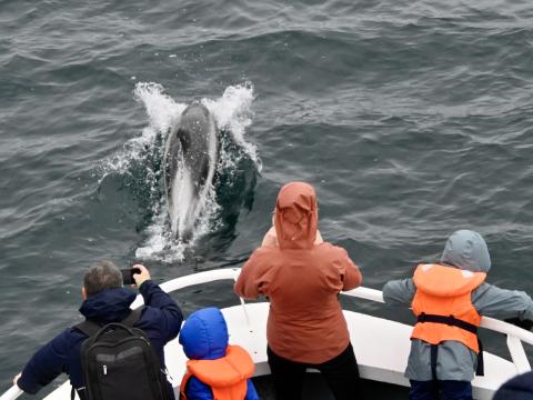 white-beaked dolphin and passengers