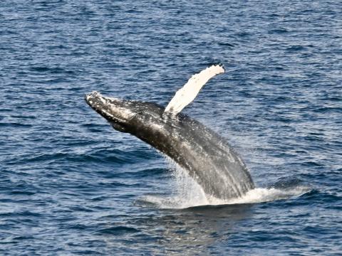 breaching humpback whale