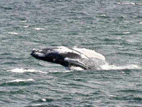 breaching humpback whale