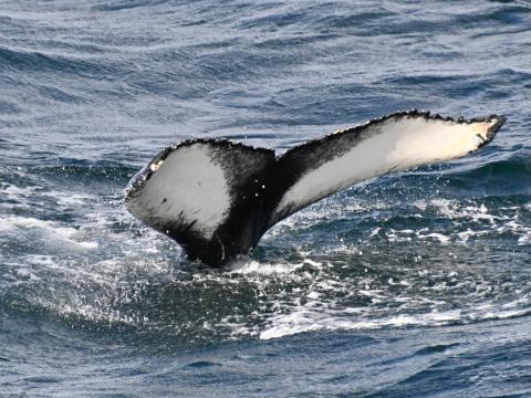 humpback whale fluke