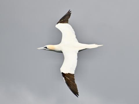 northern gannet