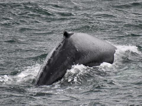 humpback whale