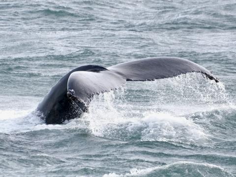 humpback whale fluke