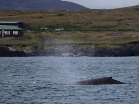 humpback whale close to land