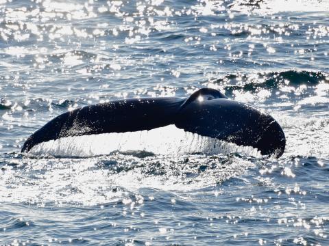 humpback whale fluke