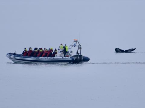 humpback whale in front of rib boat and passengers